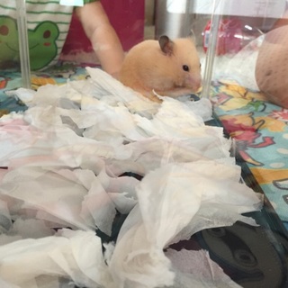 28日に赤ちゃんが生まれました！