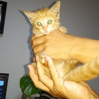 至急！推定2か月、台風の中、雄の子ネコ保護。