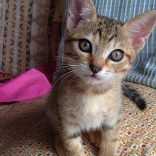 好奇心旺盛な男の子