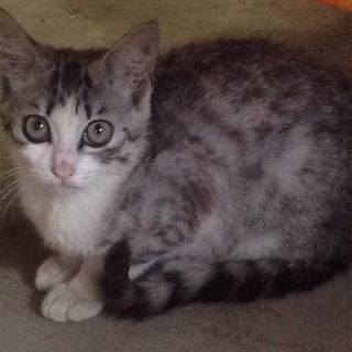 生後半年のキレイな猫ちゃんです！