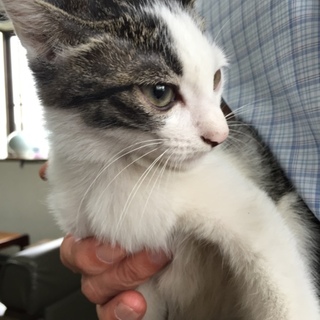 4か月の仔猫です