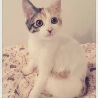 千葉県白井市より、人馴れバッチリの茉莉花♪