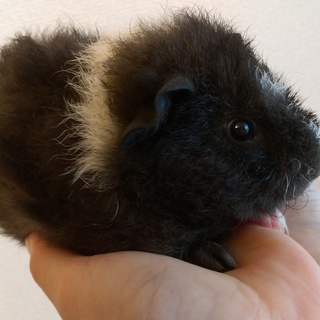 モルモットさんの里親募集