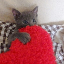 ミルク飲んだじょ～～　すっかり目が開きました