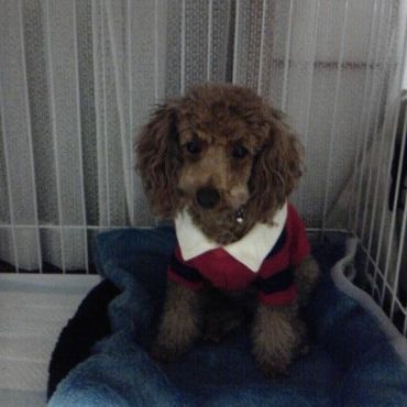 初めておうちに来たときのkikiしゃま((+_+))おさるさんみたいでガリガリ