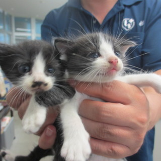 センターよりレスキューの可愛いハチワレ兄妹 