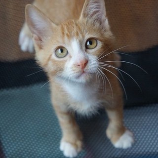 センターよりレスキューの茶シロ君 