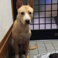 ペコ