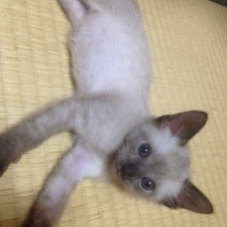 保健所よりレスキューのトラシャム黒猫兄妹 