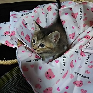 保健所よりレスキューの可愛い４兄妹仔猫 