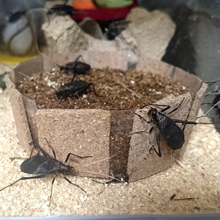 スズムシ、♂♀ペアで。