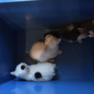 仔猫3匹の里親募集中。
