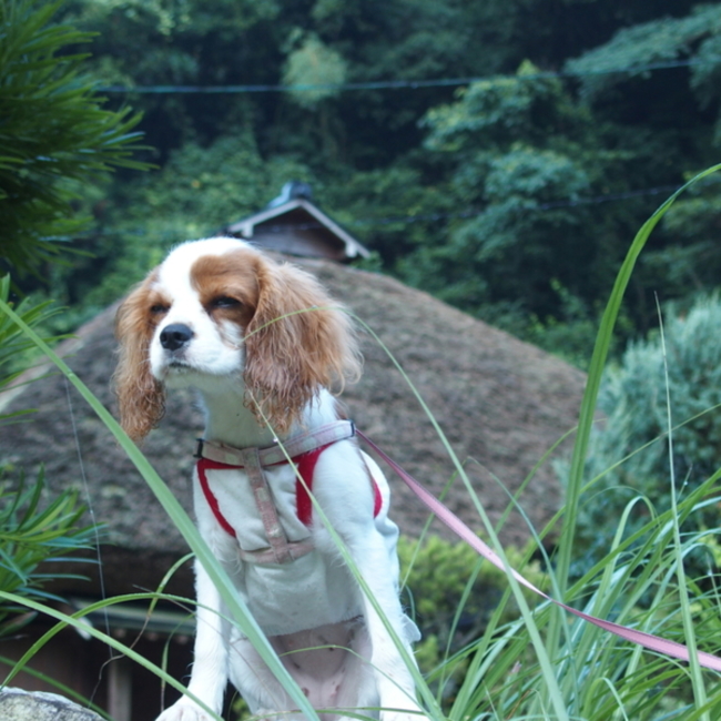 imasora のカバー写真