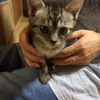 授乳期から人に育てられた3匹の子猫ちゃん