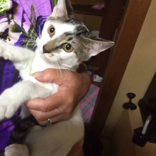 まりちゃん❤仔猫５匹兄妹