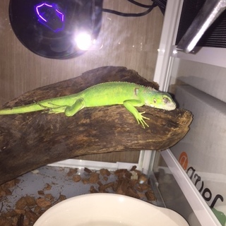 グリーンイグアナ　ベビー