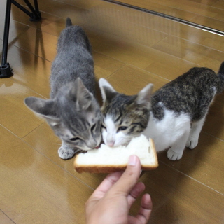 とても人懐っこい姉妹猫　里親募集中
