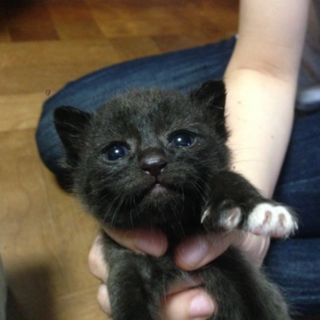 里親さんが決定しました。ありがとうございました！