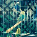 セキセイインコ2羽、里親募集