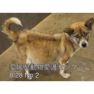 愛媛県動物愛護センターに保護されています！