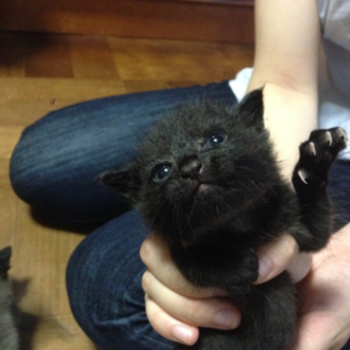 里親さんが決定しました。ありがとうございました！