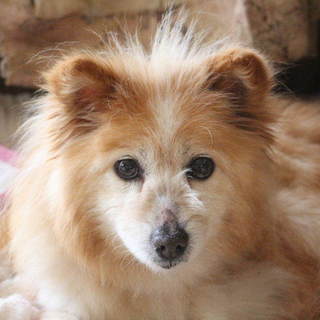 穏やかな女の子、愉（たの)です。