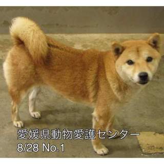愛媛県動物愛護センターに保護されています！