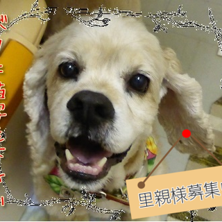 保健所レスキュー、味わい深い子です