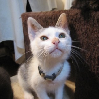 四肢麻痺から完全回復　ぱくちー君　動画有り