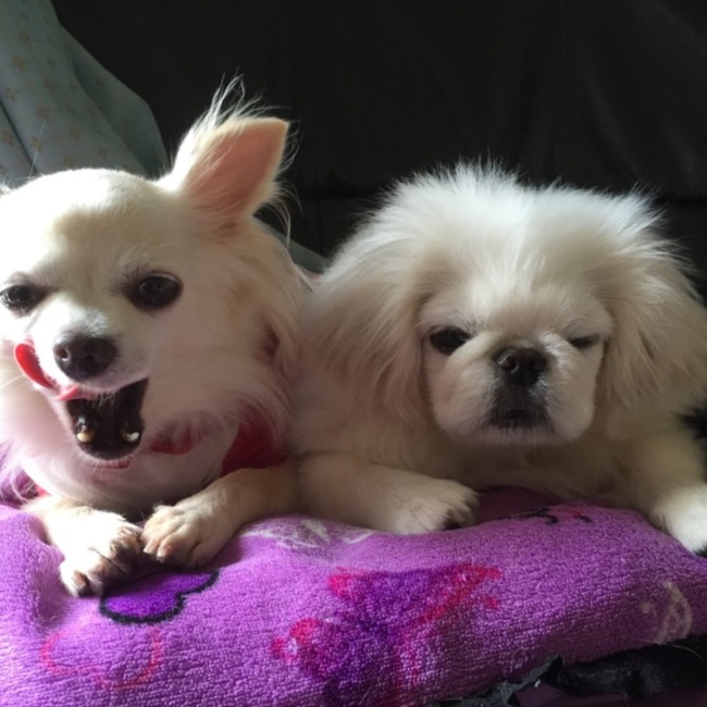 グルピタママのカバー写真