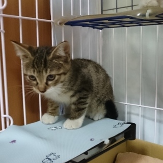 白キジ 女の子 2ヶ月