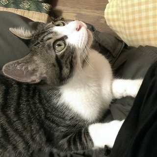 人も猫も大好きな美形のキジ白：サンゴ（仮）