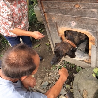 １１匹の子犬の里親を募集しています