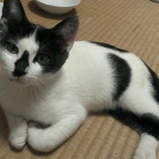 鳴き声も可愛い白黒にゃん：ニゴ（仮）