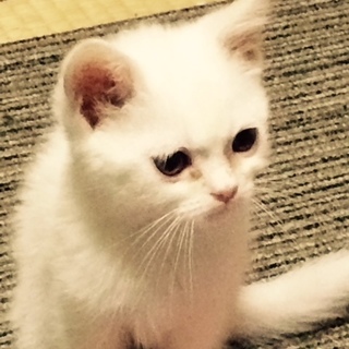 応募多数の為停止します・