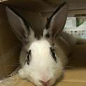 保護うさぎライト♂