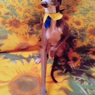 イタリアングレーハウンド