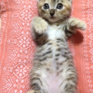 １ヶ月半の可愛い子猫ちゃん(*´∀｀)女の子です