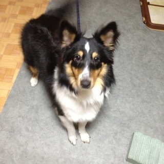 元気なシェルティの女の子です