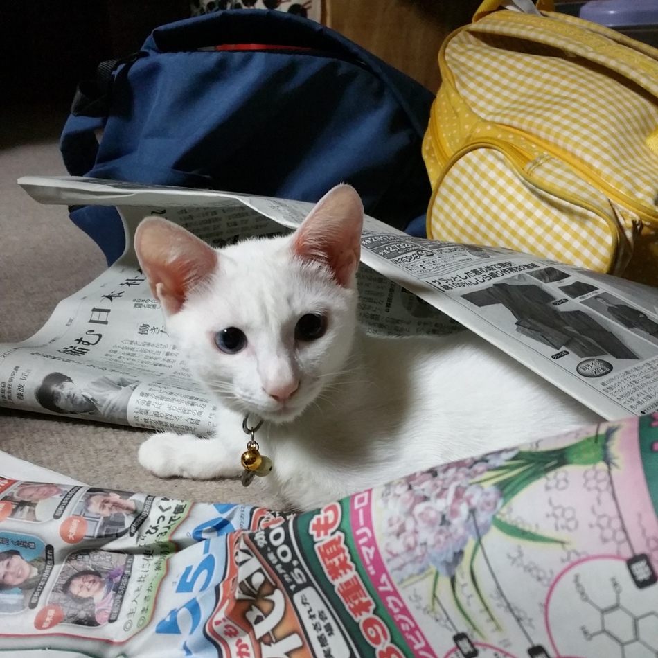 さすけのカバー写真