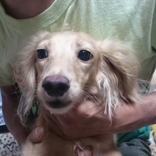 カニヘンダックス    里親さまみつかりました