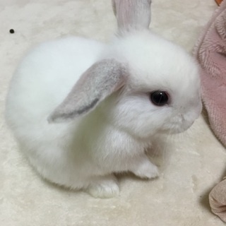 ホーランドロップ里親募集します！