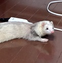 【里親募集】フェレット♀