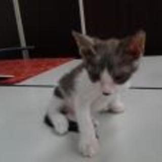 処分しなくてはいけない状況にある仔猫です