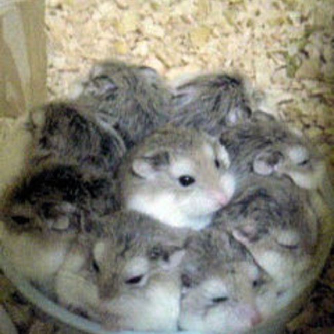 にくきゅう←プニプニのカバー写真