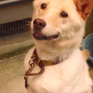 老犬ですが元気でおとなしい子です。