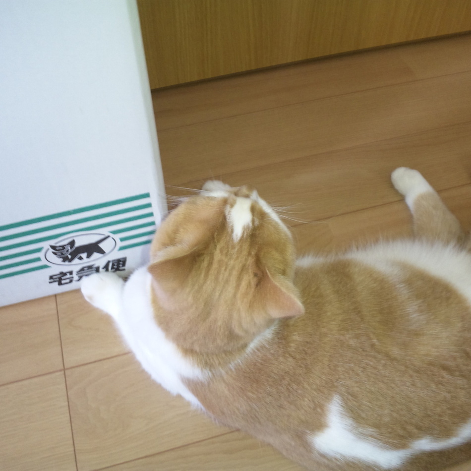 マリーのカバー写真