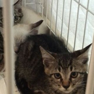 やんちゃ盛りの仔猫