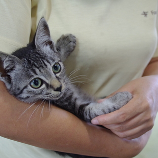 やんちゃで元気な男の子の里親募集(^O^)／