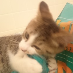 ハグハグ